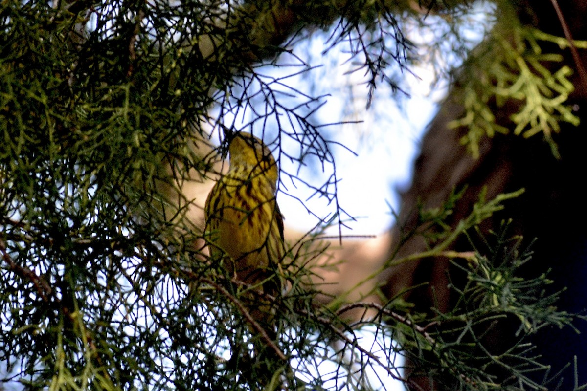 Cape May Warbler - ML618274001