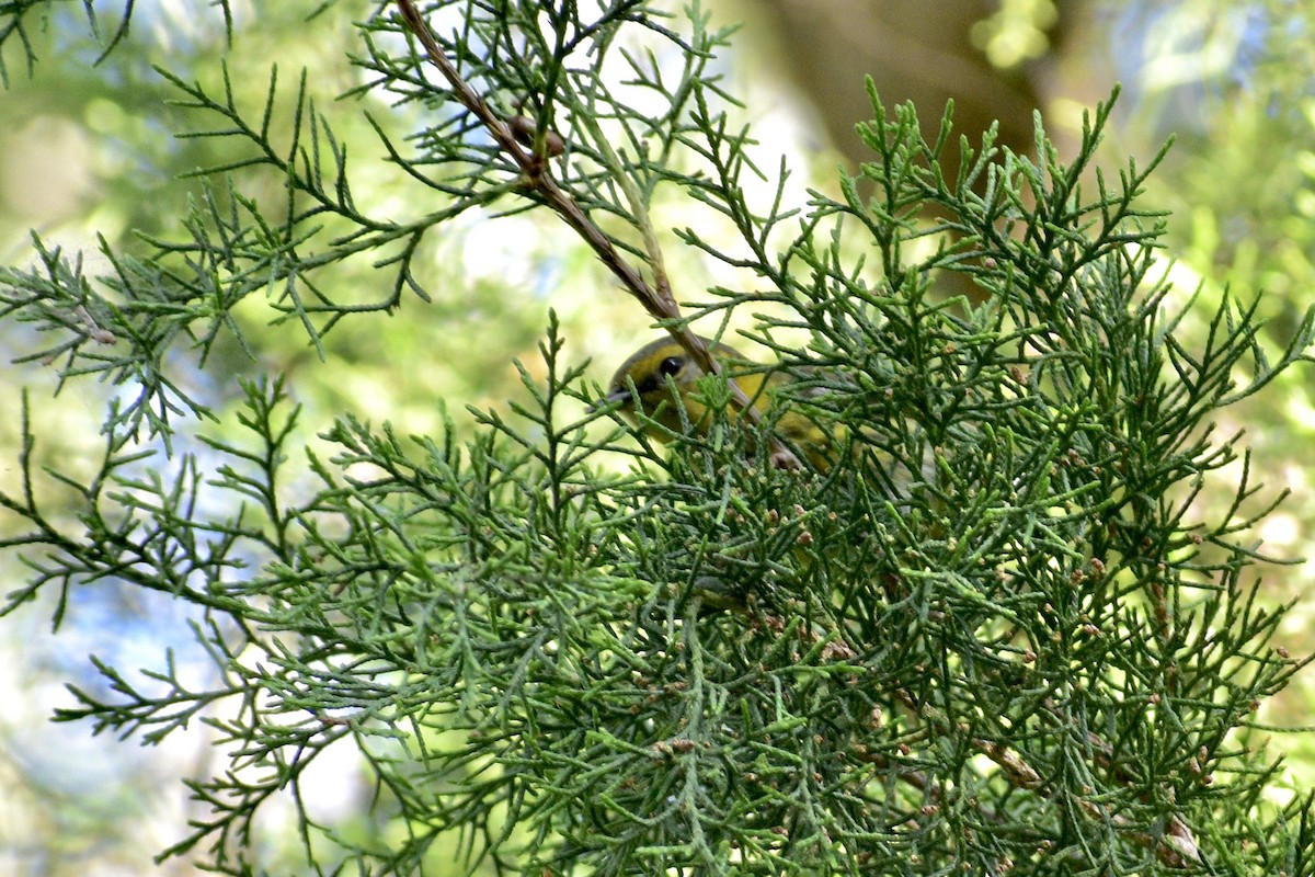 Cape May Warbler - ML618274003