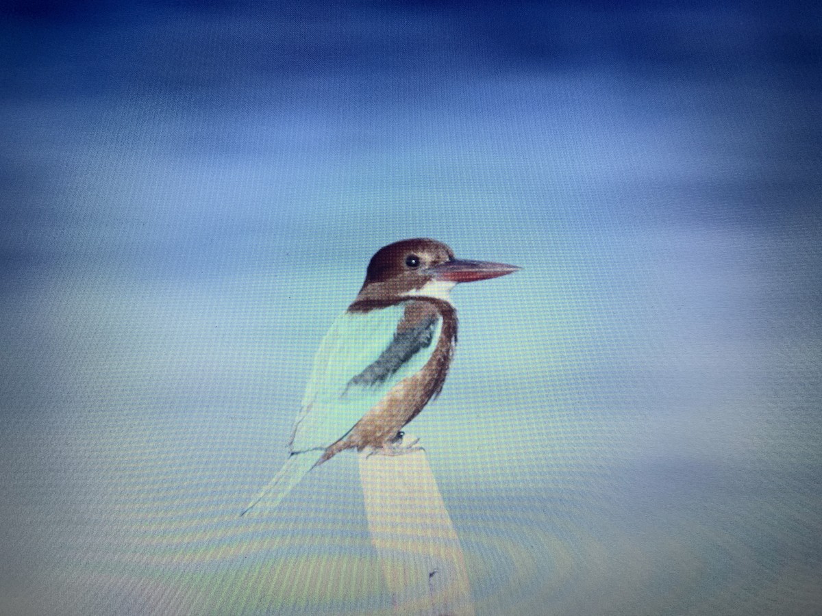 White-throated Kingfisher - Mahmoud Elshamy