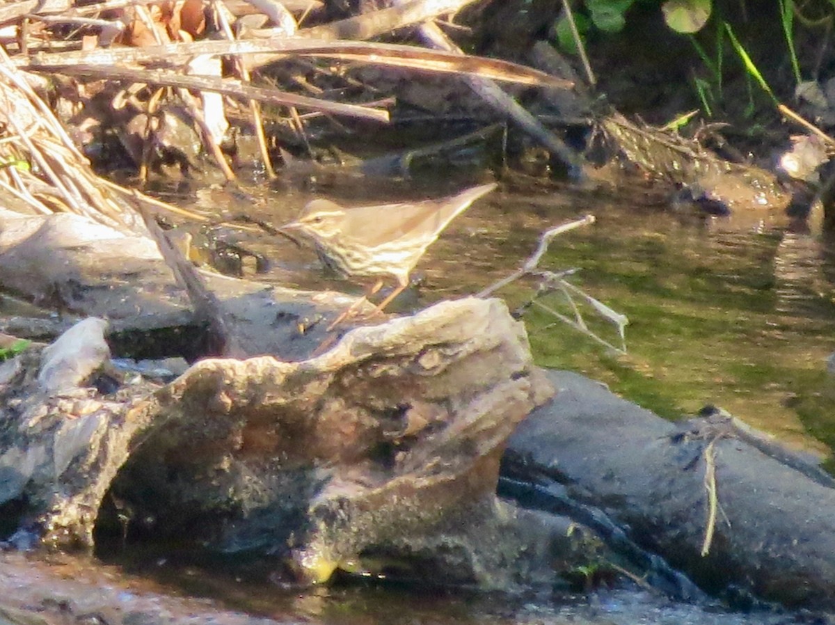 Louisiana Waterthrush - Barbara Bennett