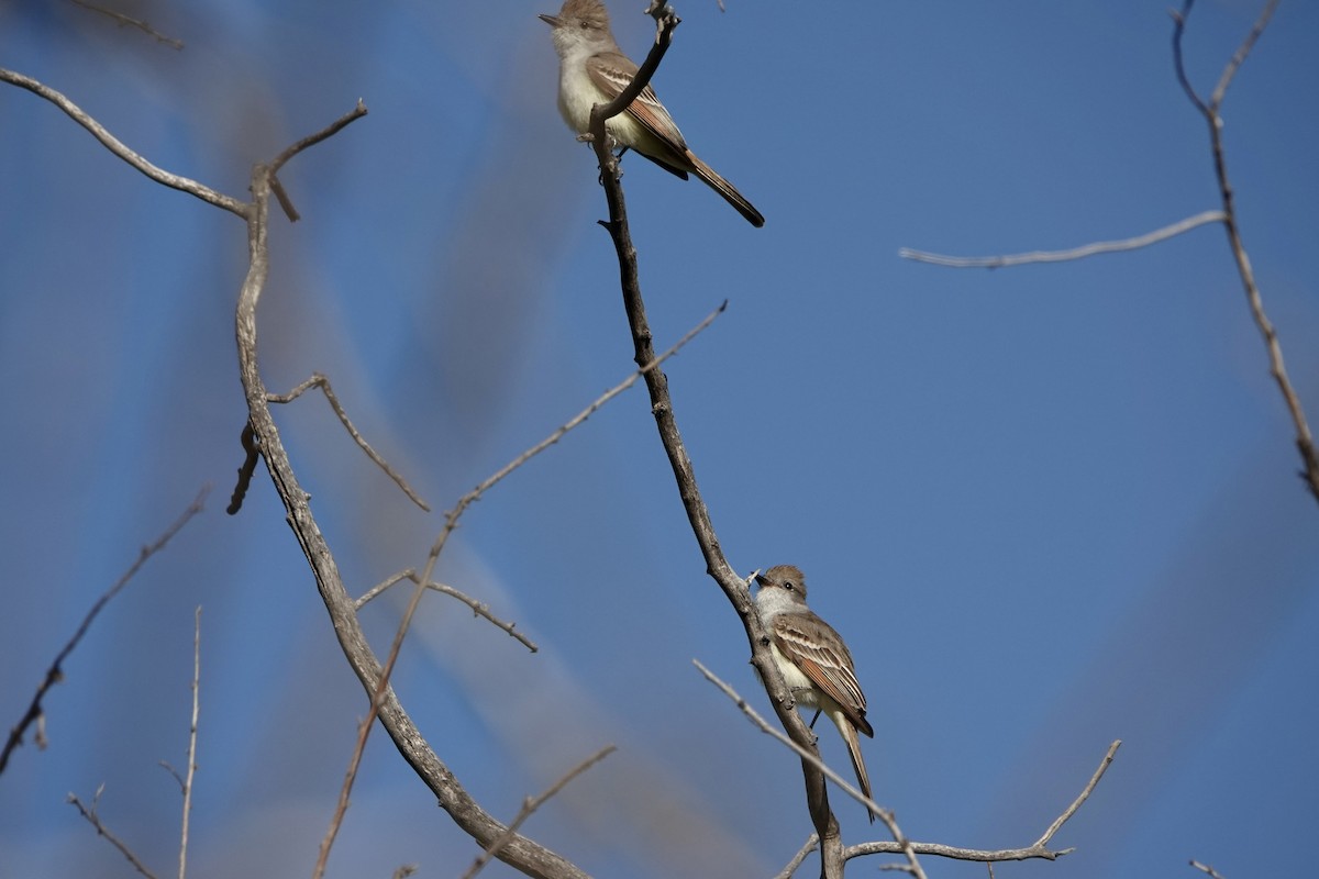 Ash-throated Flycatcher - Sara Griffith