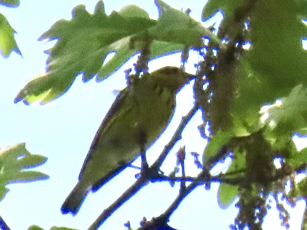 Cape May Warbler - ML618274046