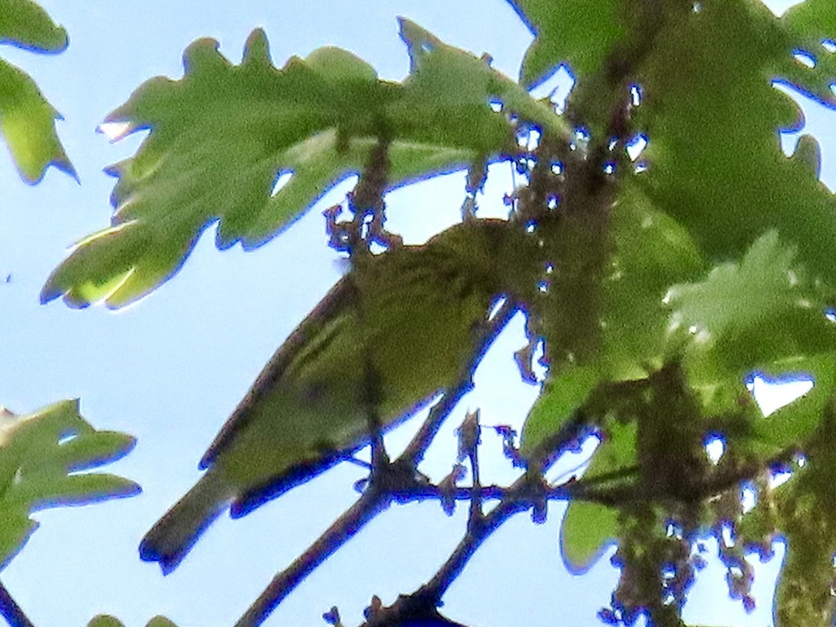 Cape May Warbler - ML618274047