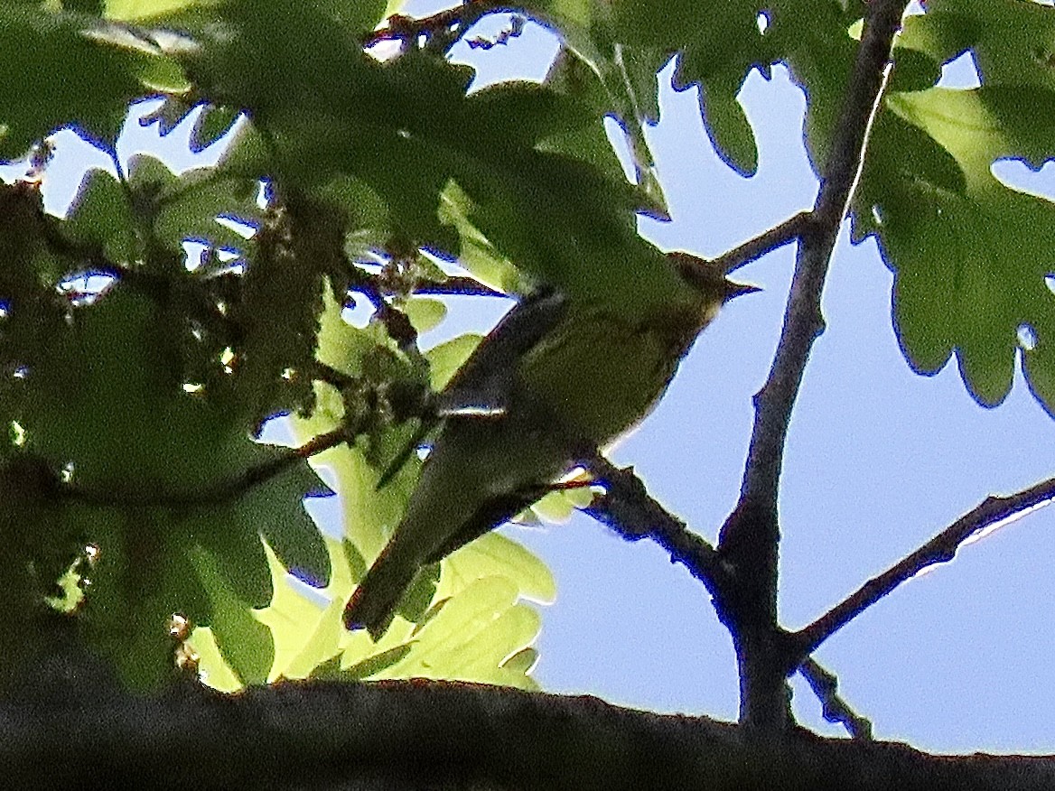 Cape May Warbler - ML618274048