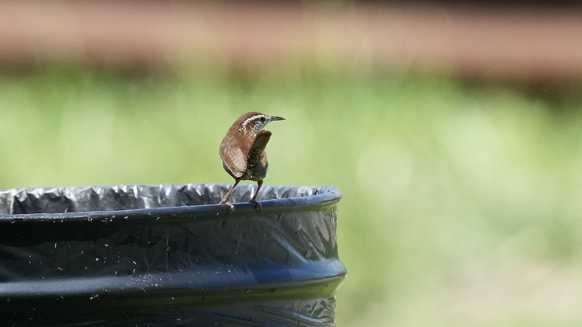 Carolina Wren - Sunil Thirkannad