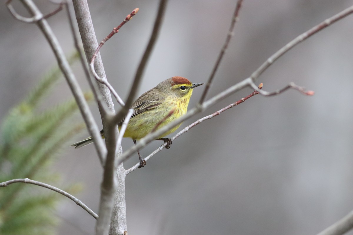 Palm Warbler (Yellow) - ML618274068