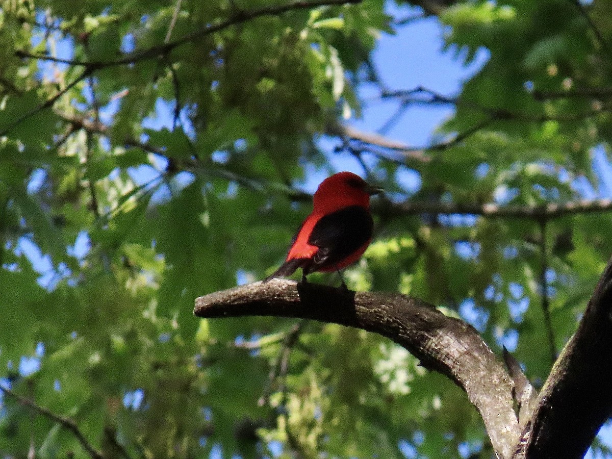 Scarlet Tanager - Justin Carter