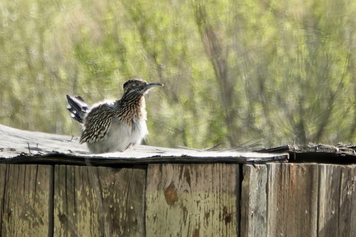 Greater Roadrunner - Sara Griffith