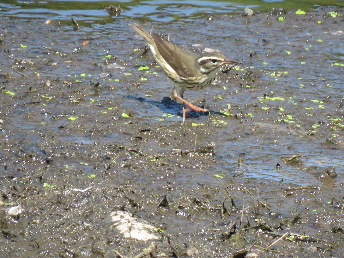 Louisiana Waterthrush - Tom Preston