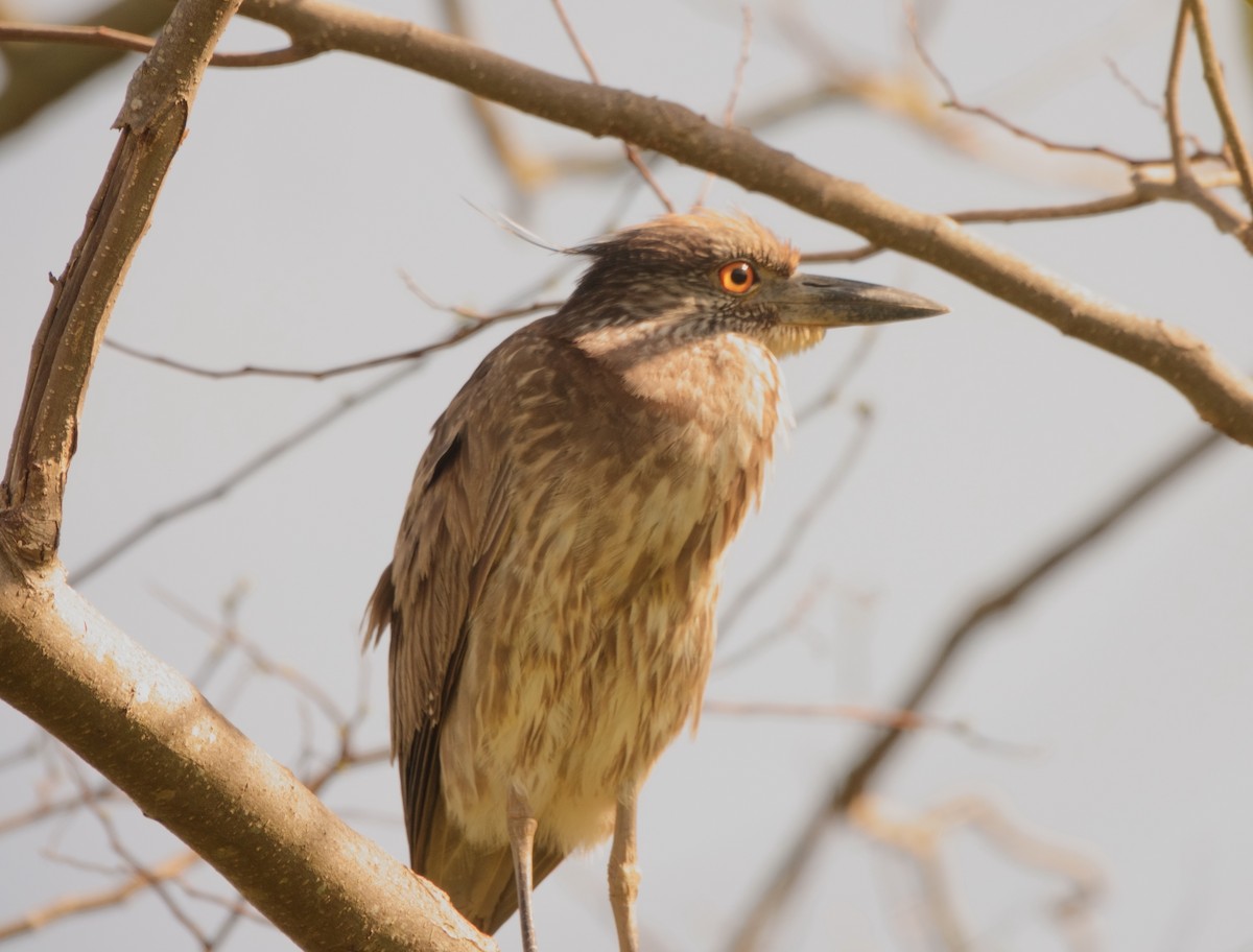 Yellow-crowned Night Heron - B Maguire