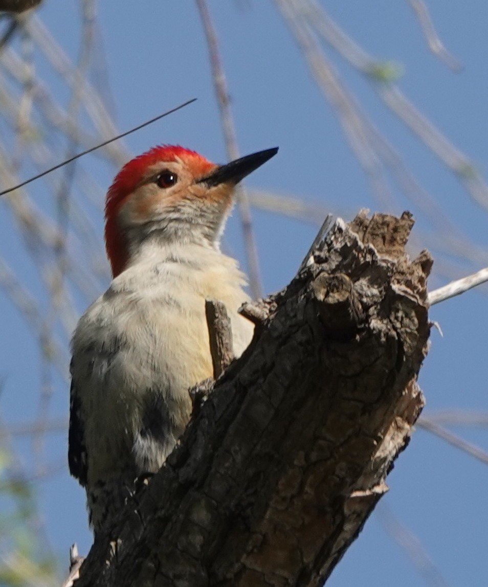 Red-bellied Woodpecker - B Maguire
