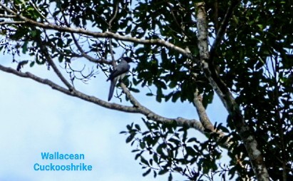 Wallacean Cuckooshrike - ML618274145