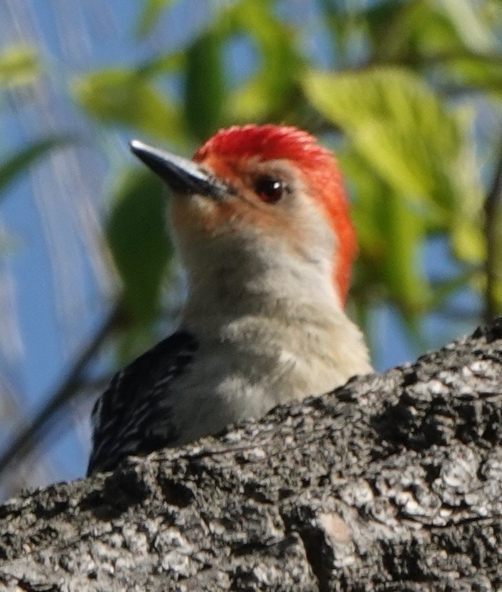 Red-bellied Woodpecker - B Maguire