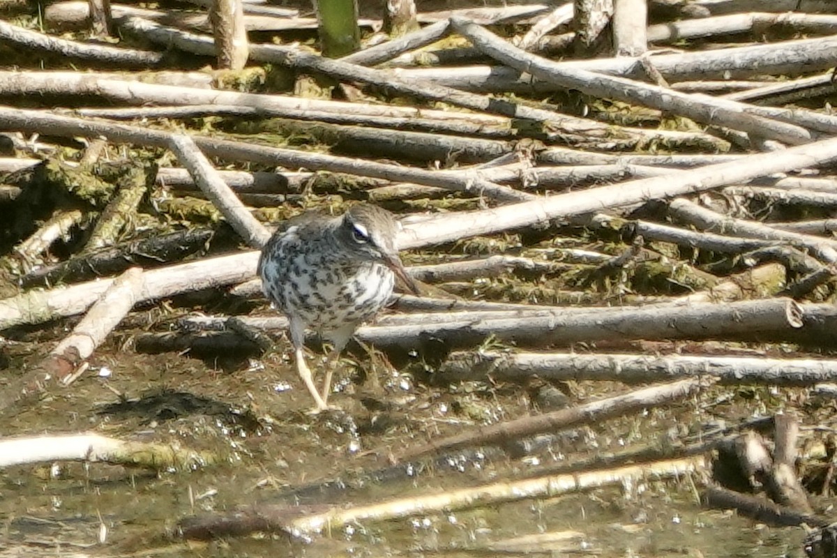 Spotted Sandpiper - Sara Griffith