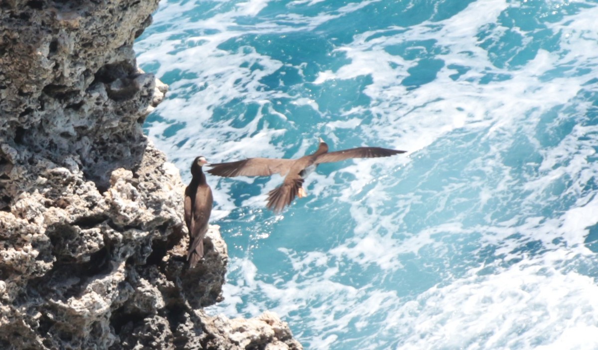 Brown Booby - ANITA HERSARD