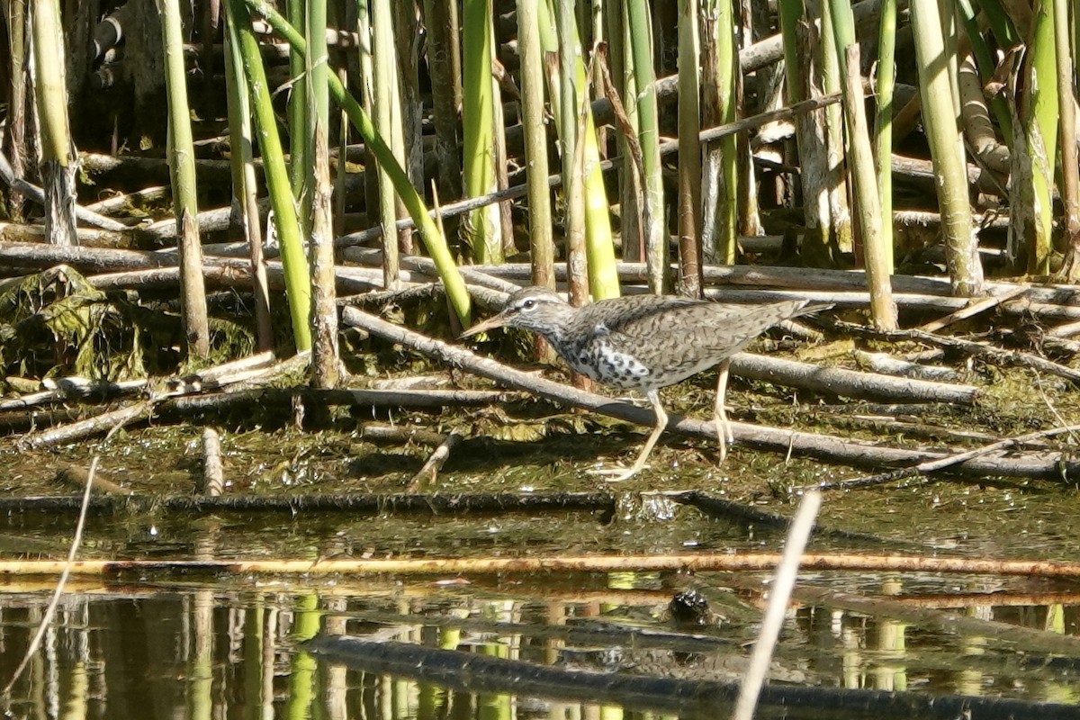 Spotted Sandpiper - ML618274172