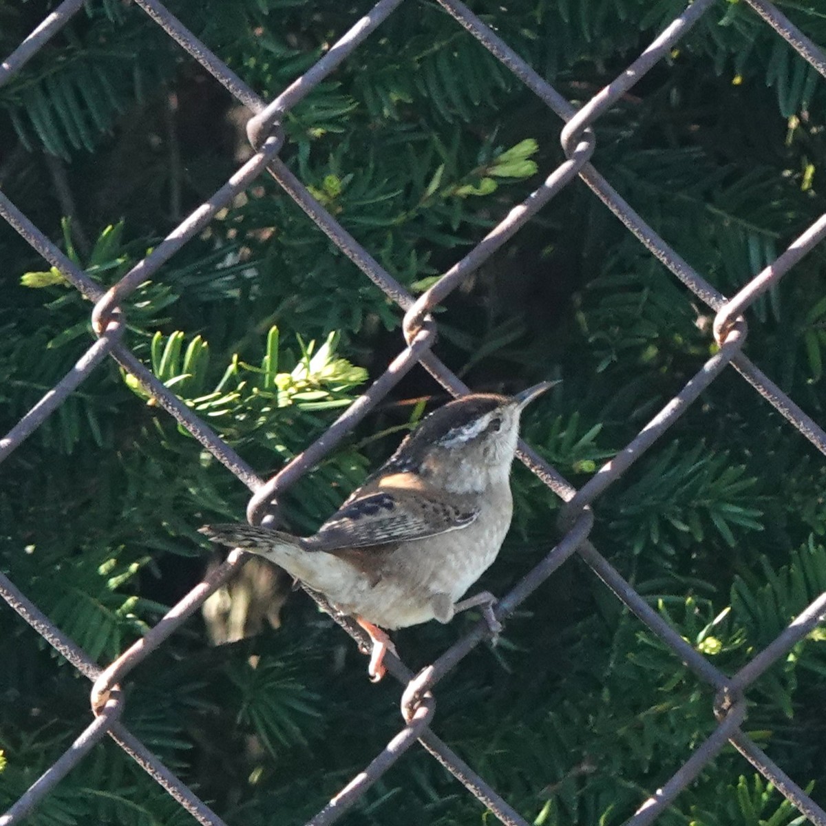 Marsh Wren - Doug Johnson