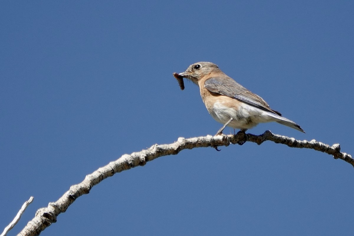 Eastern Bluebird - Sara Griffith