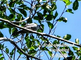 Pale-shouldered Cicadabird - ML618274216