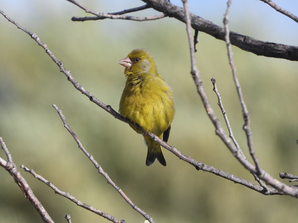 European Greenfinch - Haydee Huwel