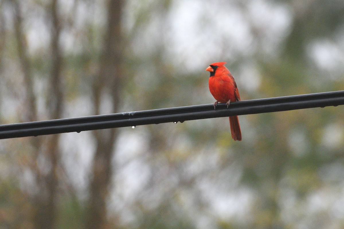 Northern Cardinal - Grace C