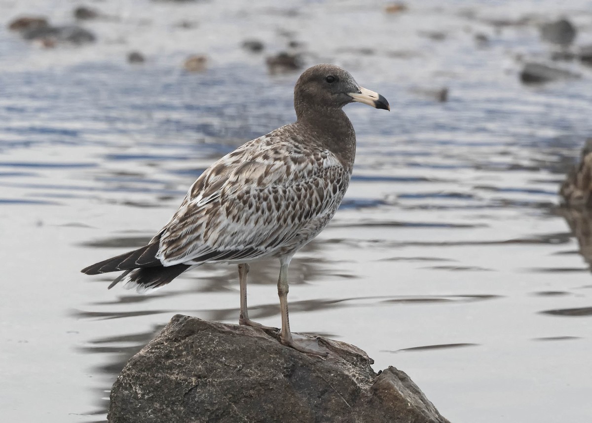 Belcher's Gull - VERONICA ARAYA GARCIA