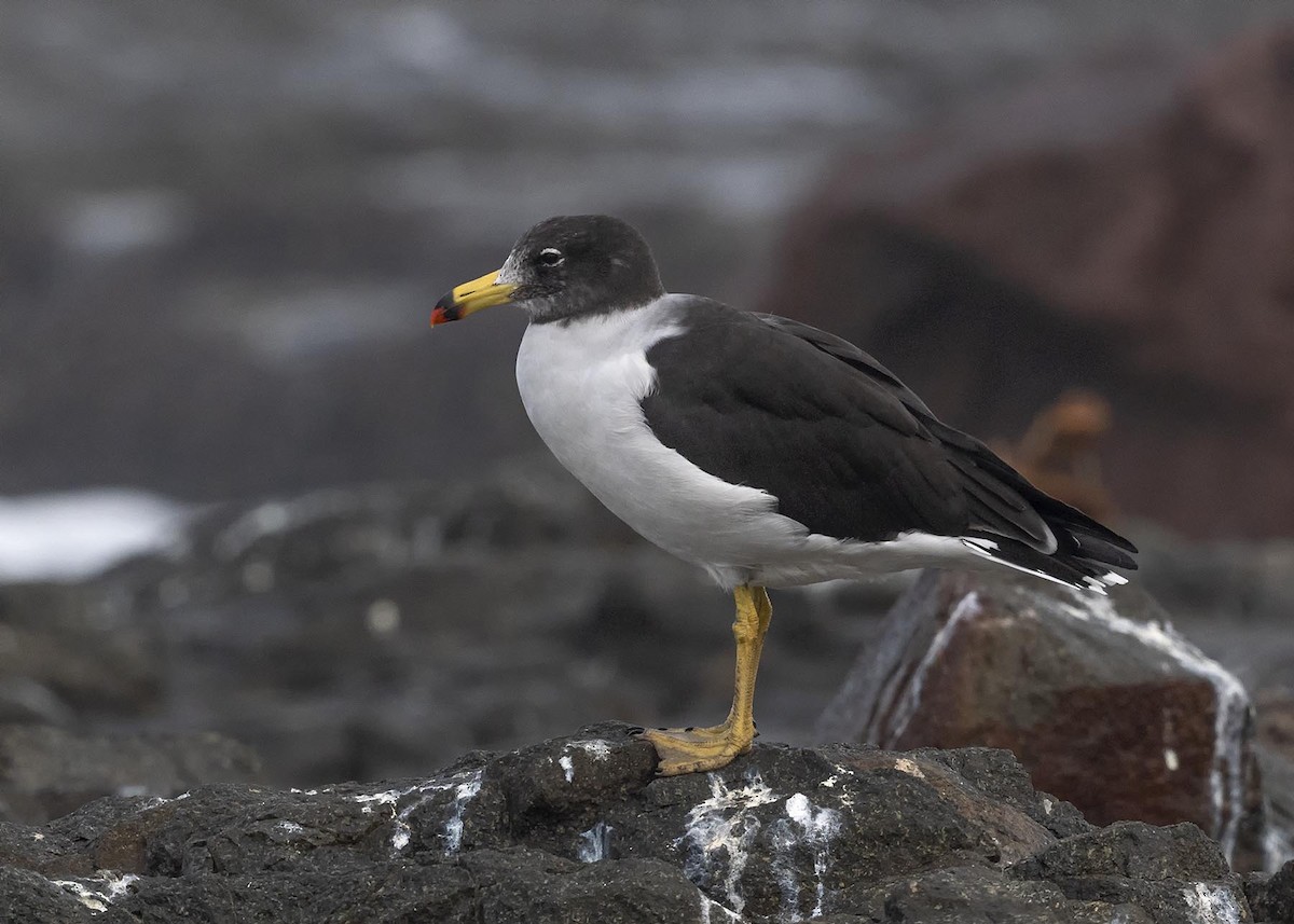 Belcher's Gull - VERONICA ARAYA GARCIA