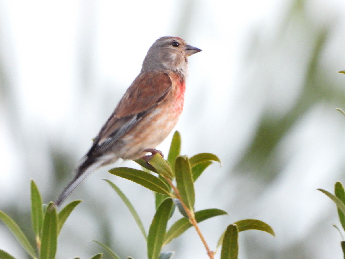 Eurasian Linnet - ML618274621