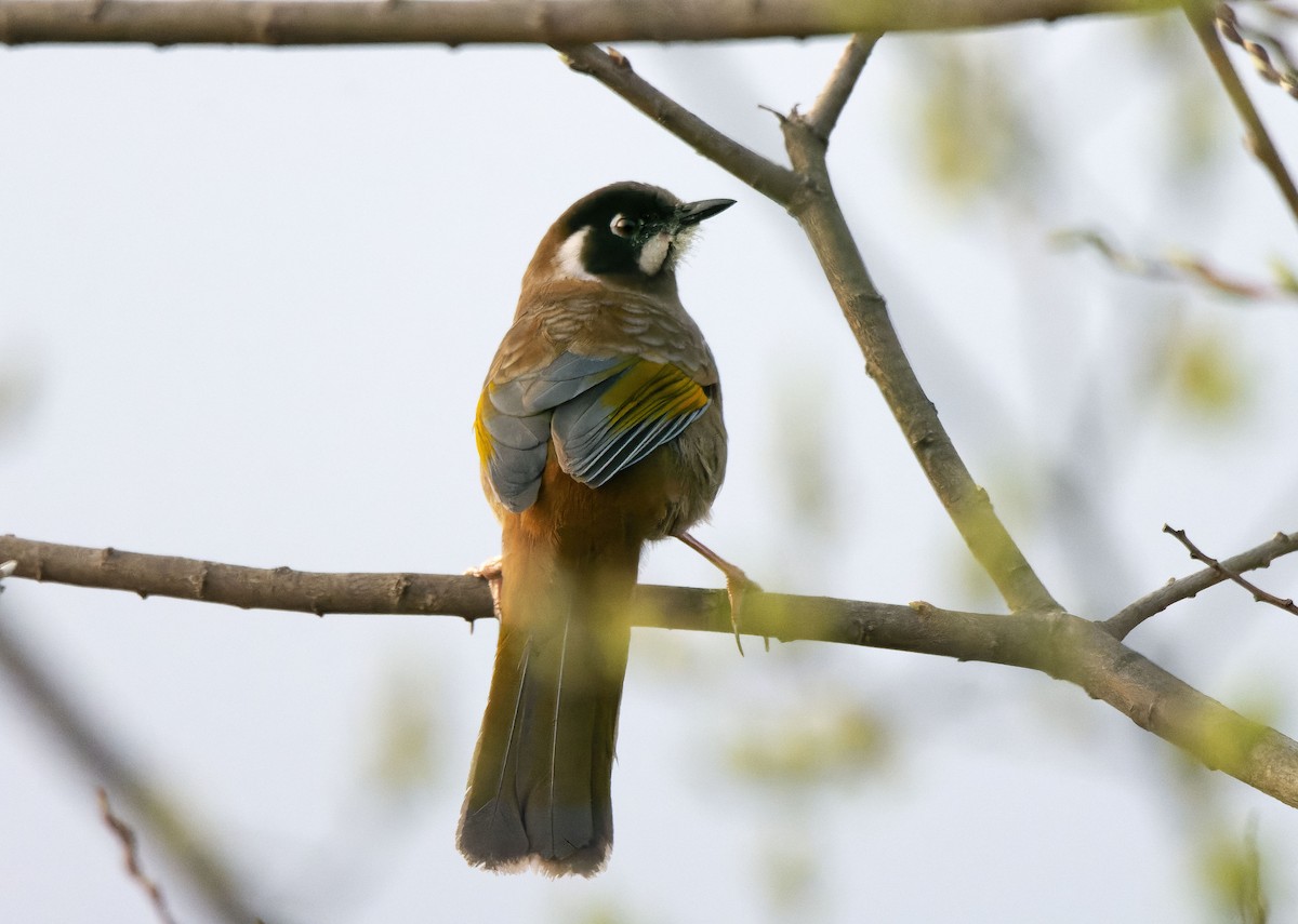 Black-faced Laughingthrush - Antonio Ceballos Barbancho