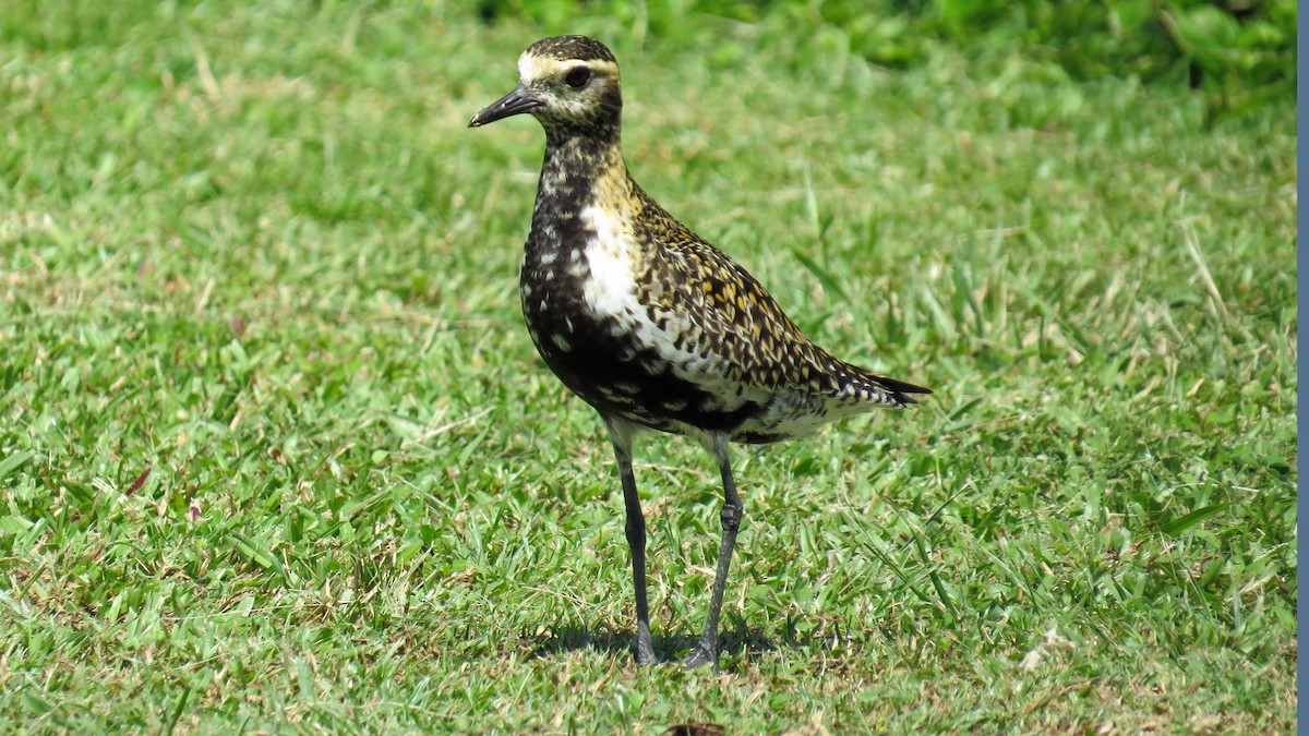 Pacific Golden-Plover - Fred Peters