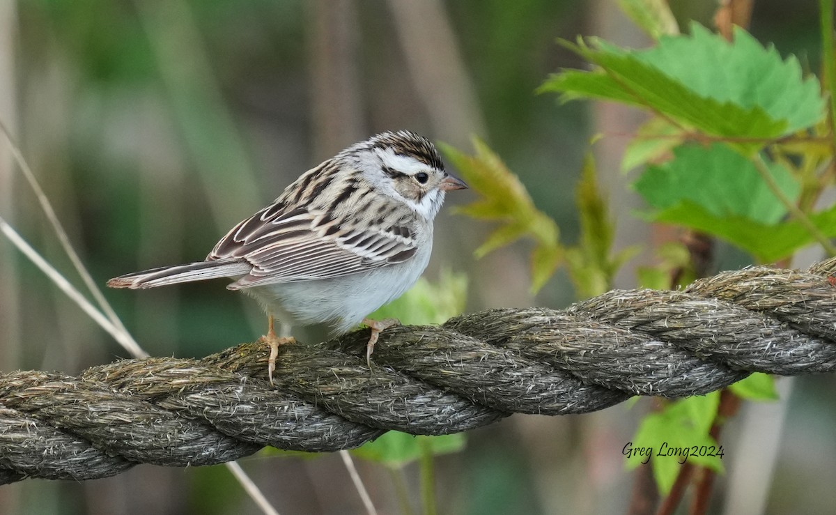 Clay-colored Sparrow - ML618274681