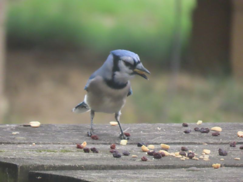 Blue Jay - Tracy The Birder