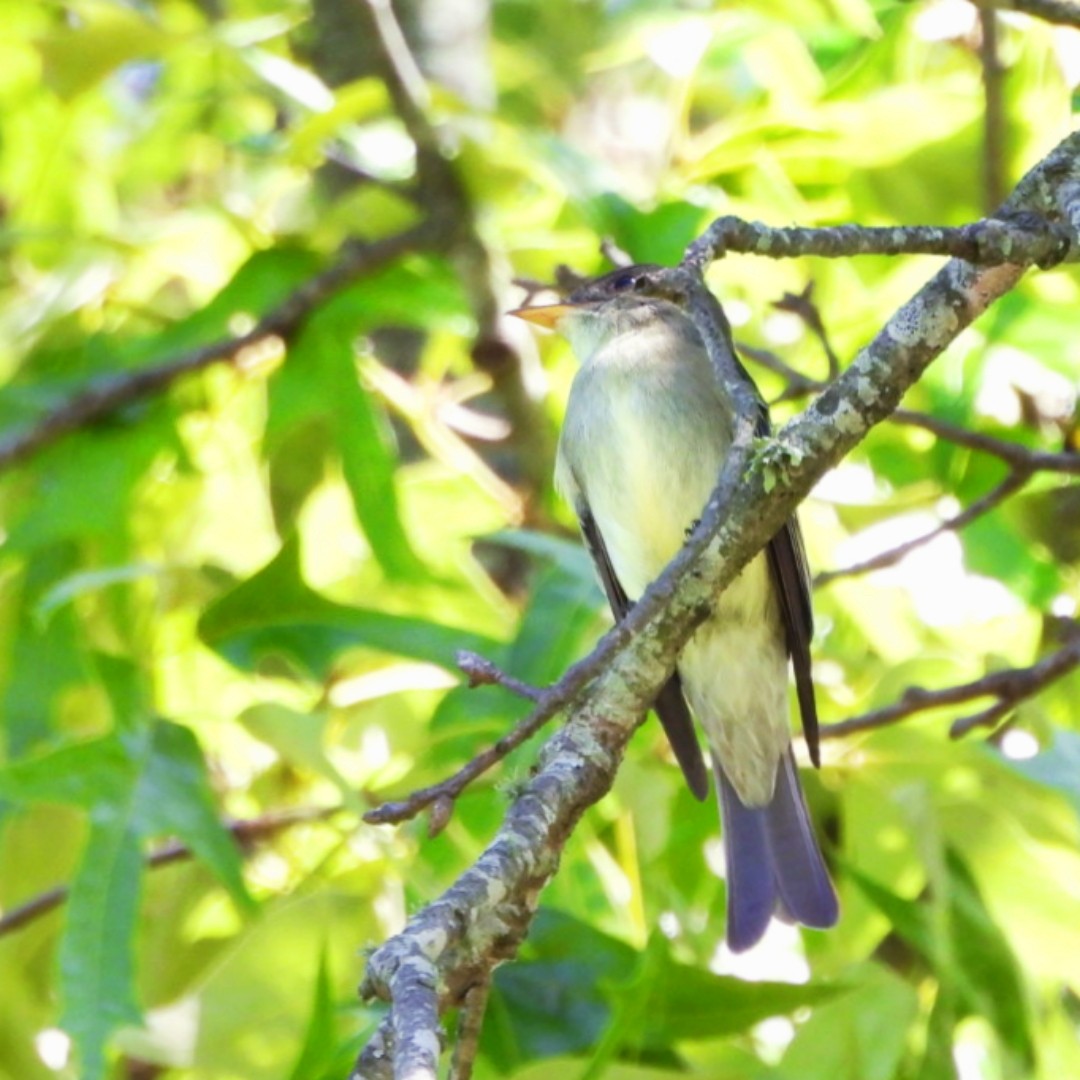 Eastern Wood-Pewee - Jeremy Dotson