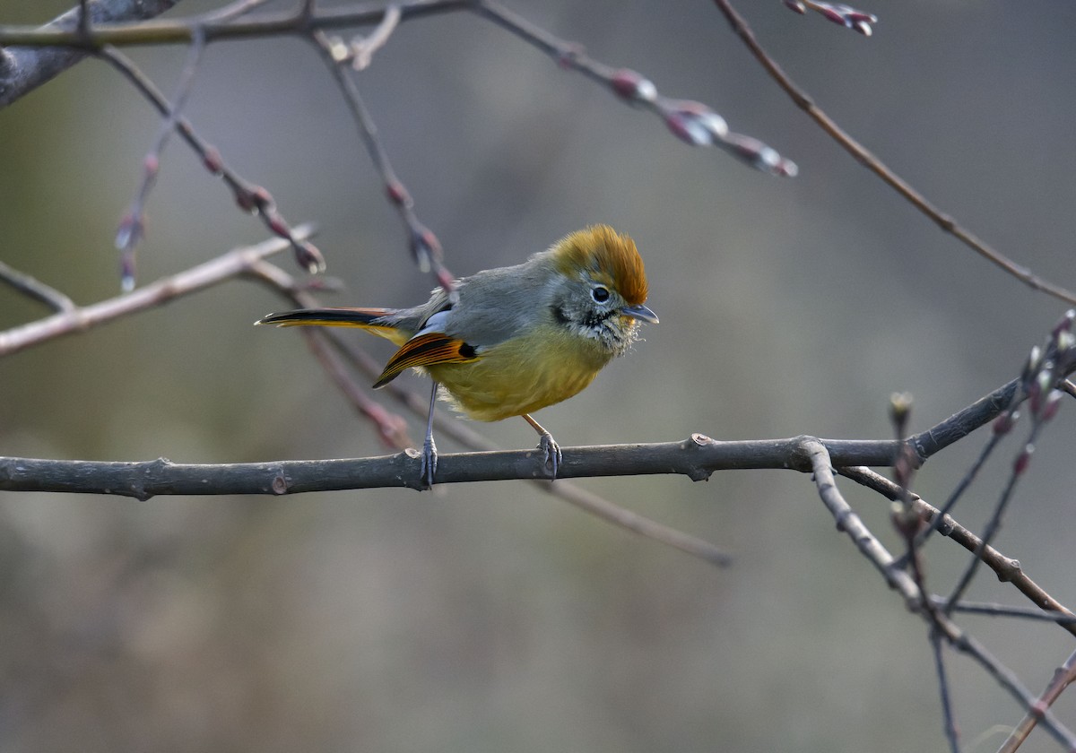 Chestnut-tailed Minla - Antonio Ceballos Barbancho