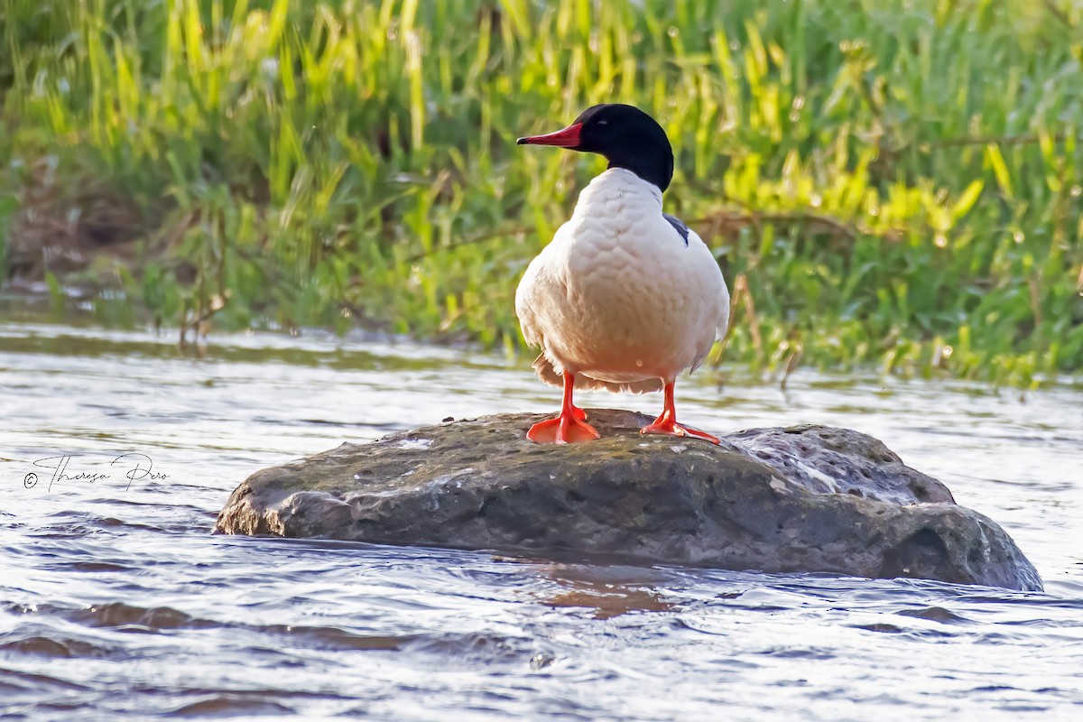 Common Merganser - Theresa Pero