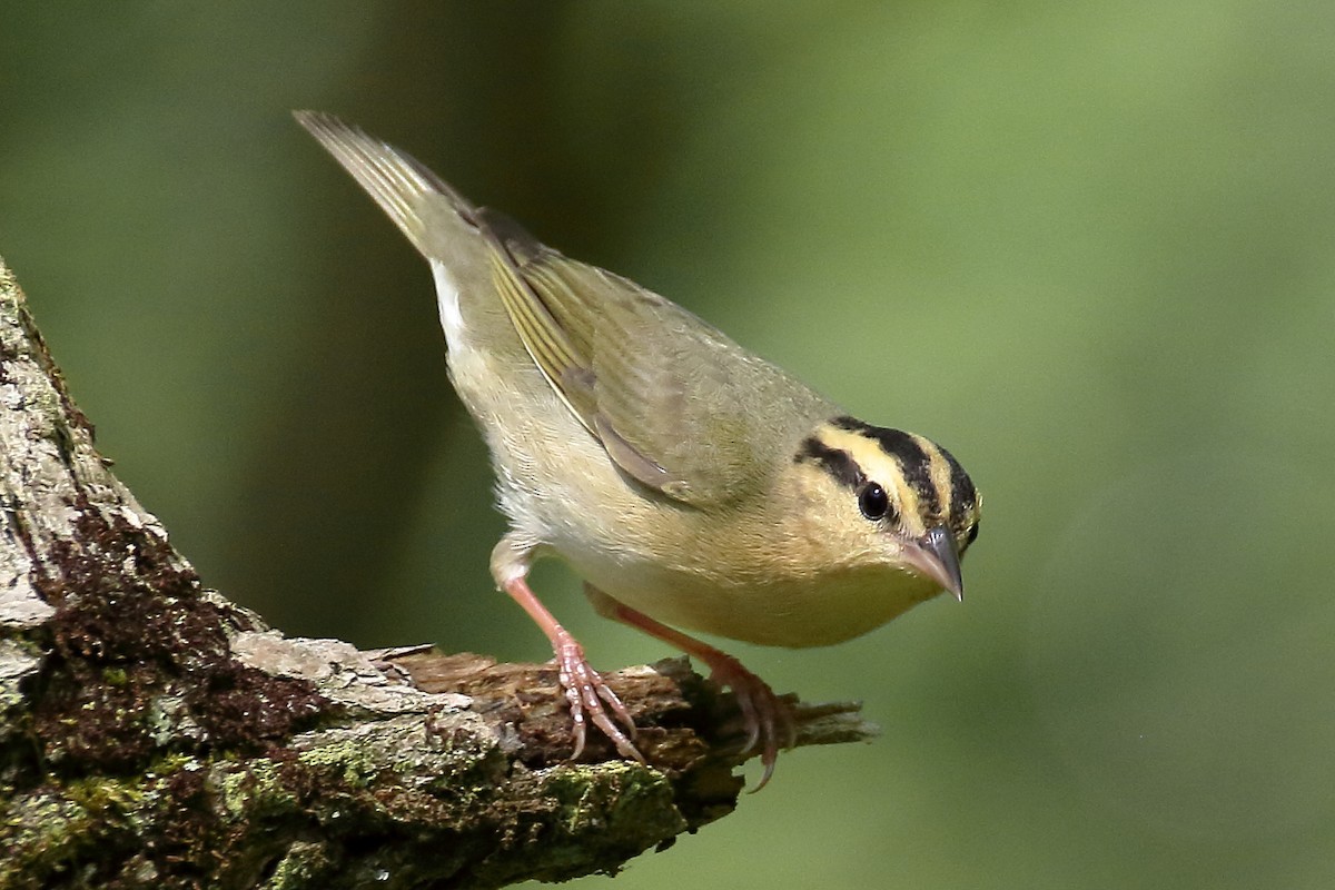 Worm-eating Warbler - John Manger