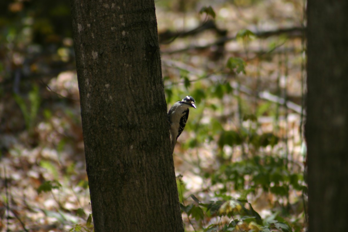 Hairy Woodpecker - Sylvie Vanier🦩