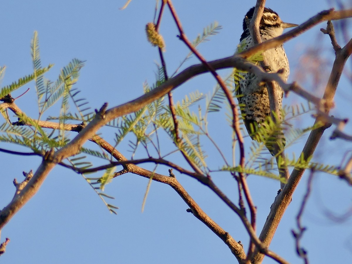 Ladder-backed Woodpecker - Dennis Wolter