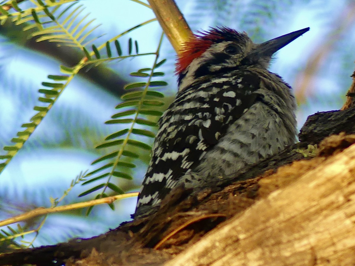 Ladder-backed Woodpecker - Dennis Wolter