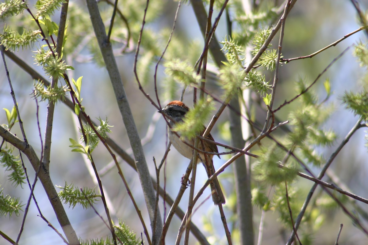 Swamp Sparrow - Sylvie Vanier🦩