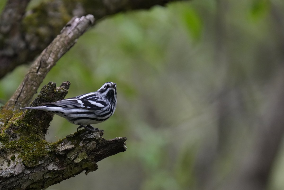 Black-and-white Warbler - ML618274770