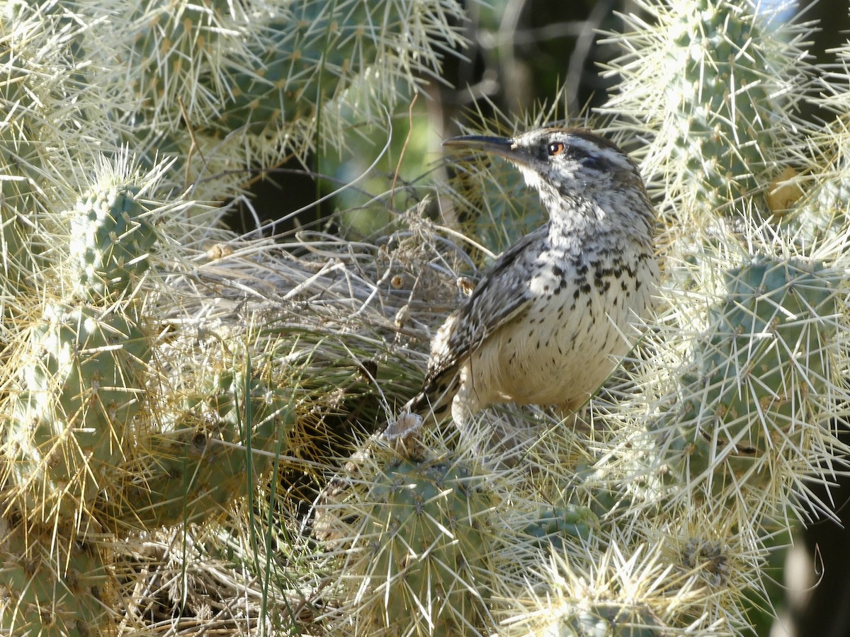 Cactus Wren - Dennis Wolter