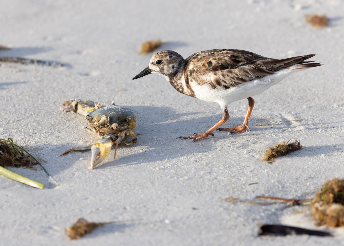 Ruddy Turnstone - Verlee Sanburg