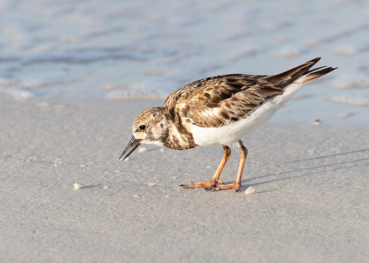 Ruddy Turnstone - Verlee Sanburg