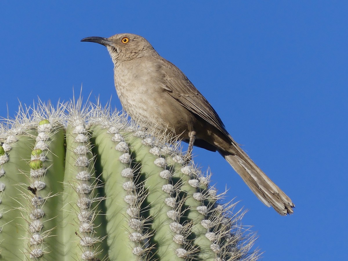 Curve-billed Thrasher - Dennis Wolter