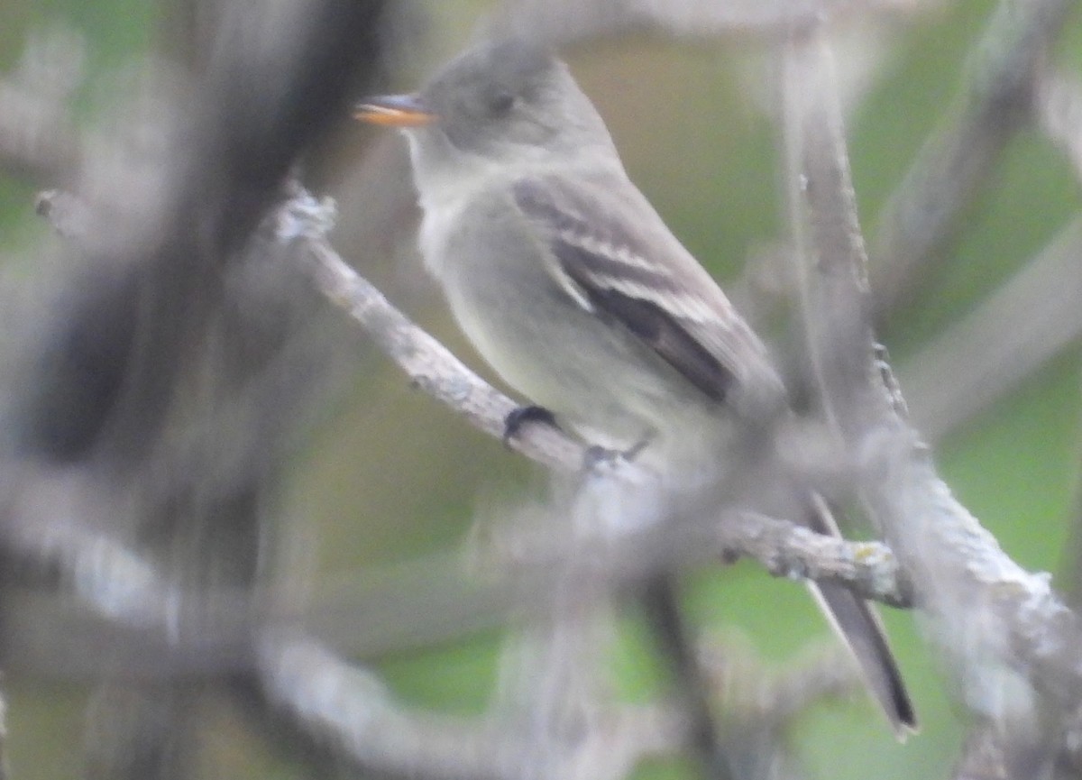 pewee sp. (Contopus sp.) - ML618274821