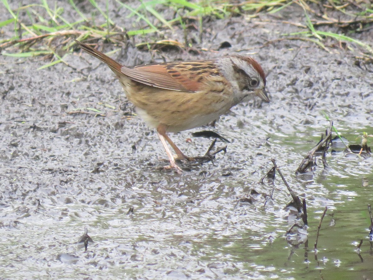 Swamp Sparrow - ML618274841