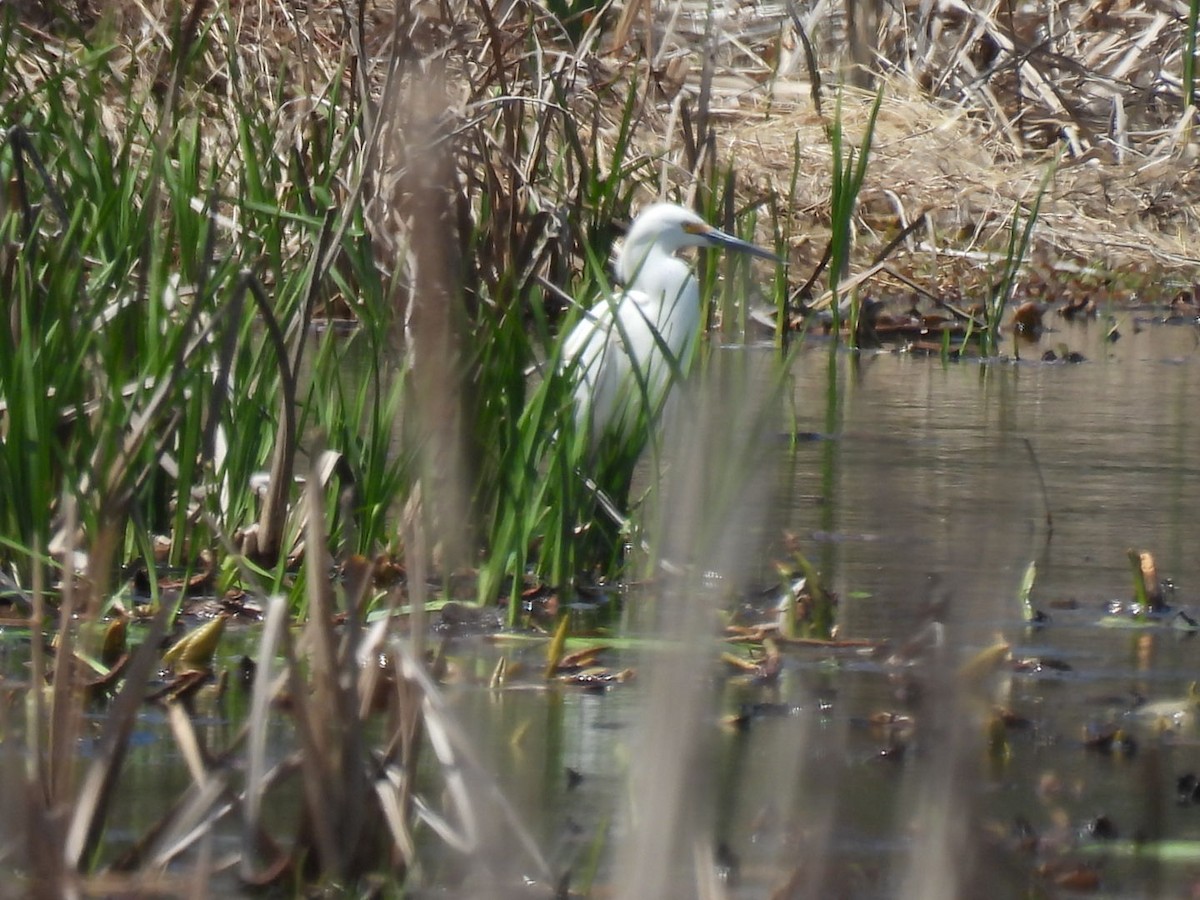 Snowy Egret - Vikki Jones