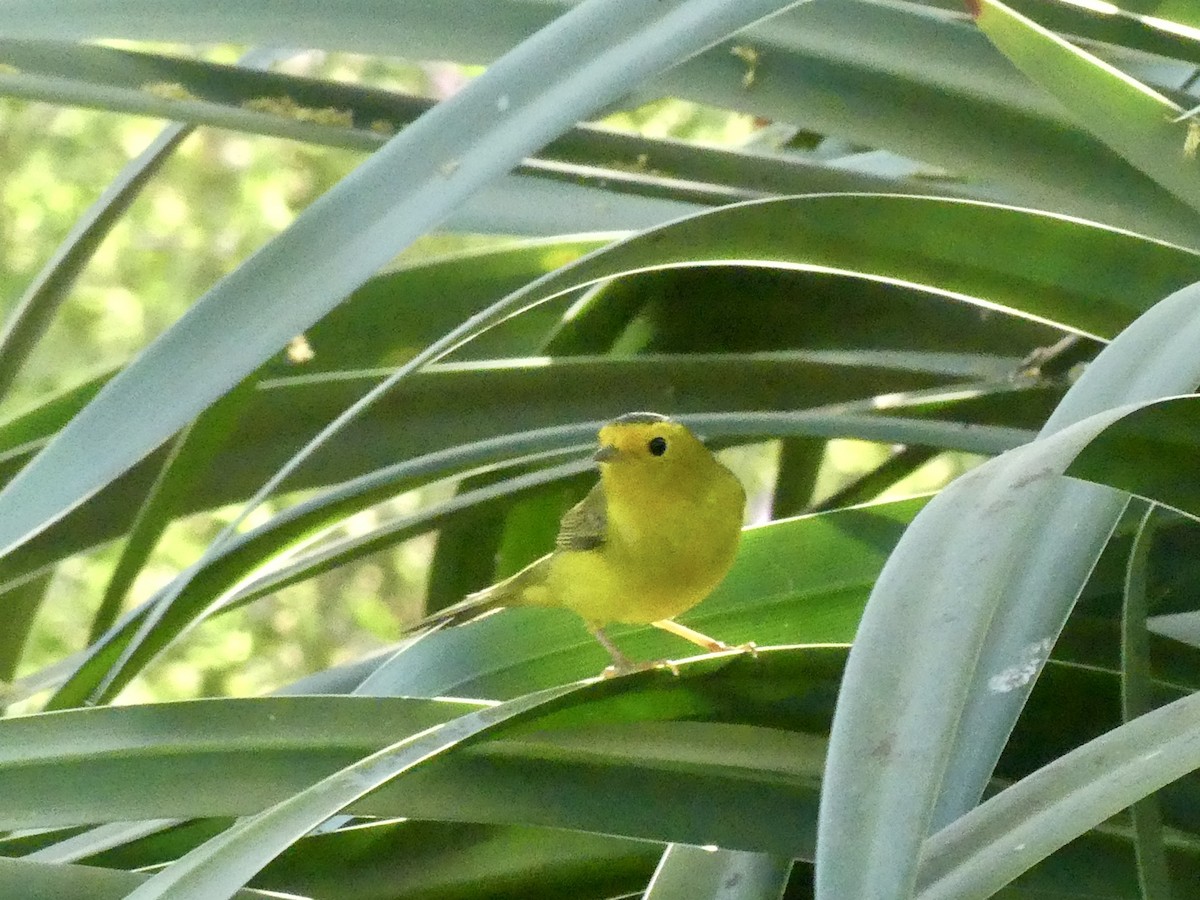 Wilson's Warbler - Dennis Wolter