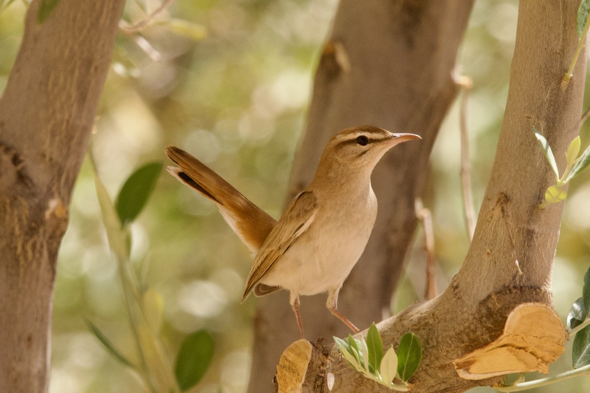 Rufous-tailed Scrub-Robin - John Bruin